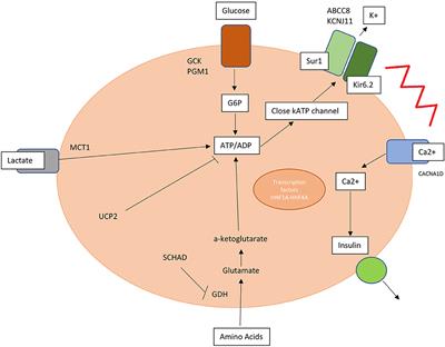 Congenital hyperinsulinism in clinical practice: From biochemical pathophysiology to new monitoring techniques